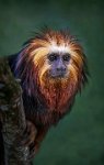 478 - LION MANED TAMARIN - MORRIS DAMIAN - united kingdom <div